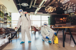 Désinsectisation de blattes et cafards
