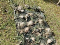 Destruction de chenilles processionnaires