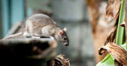 Extermination des rats et souris