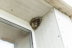 Destruction de nids de frelons en urgence